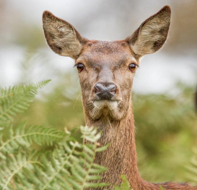 Deer in Richmond Park