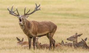 Red Deer Stag with his does!