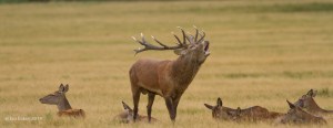 Stag in Rut