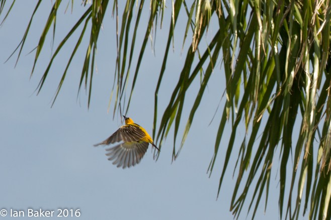 Streak-backed Oriole