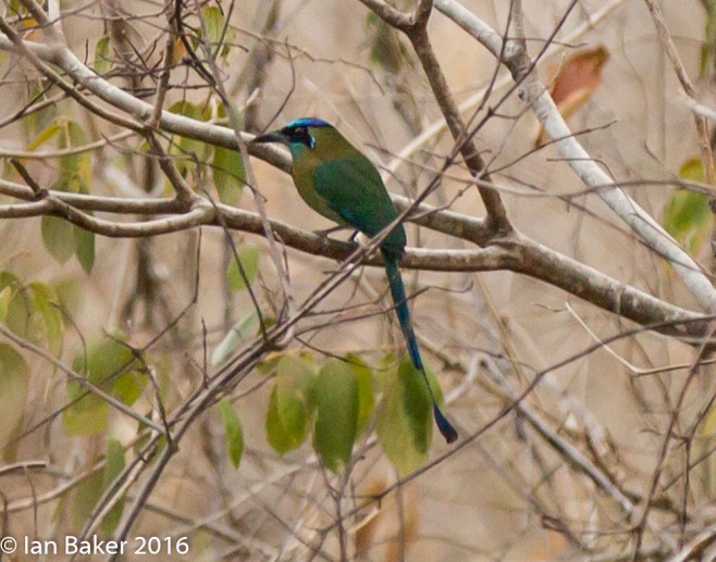 Blue crowned Motmot
