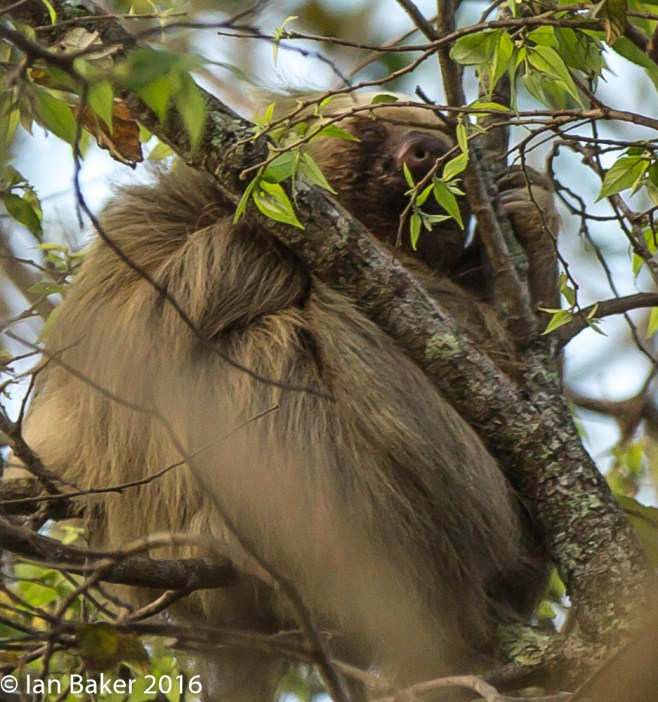 3 toed Sloth