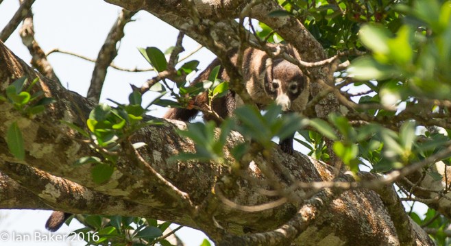 White nosed coati